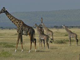 Western_Corridor_(Kirawira)2003-112